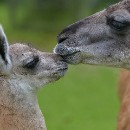 Dr. Lothar Schanne 01